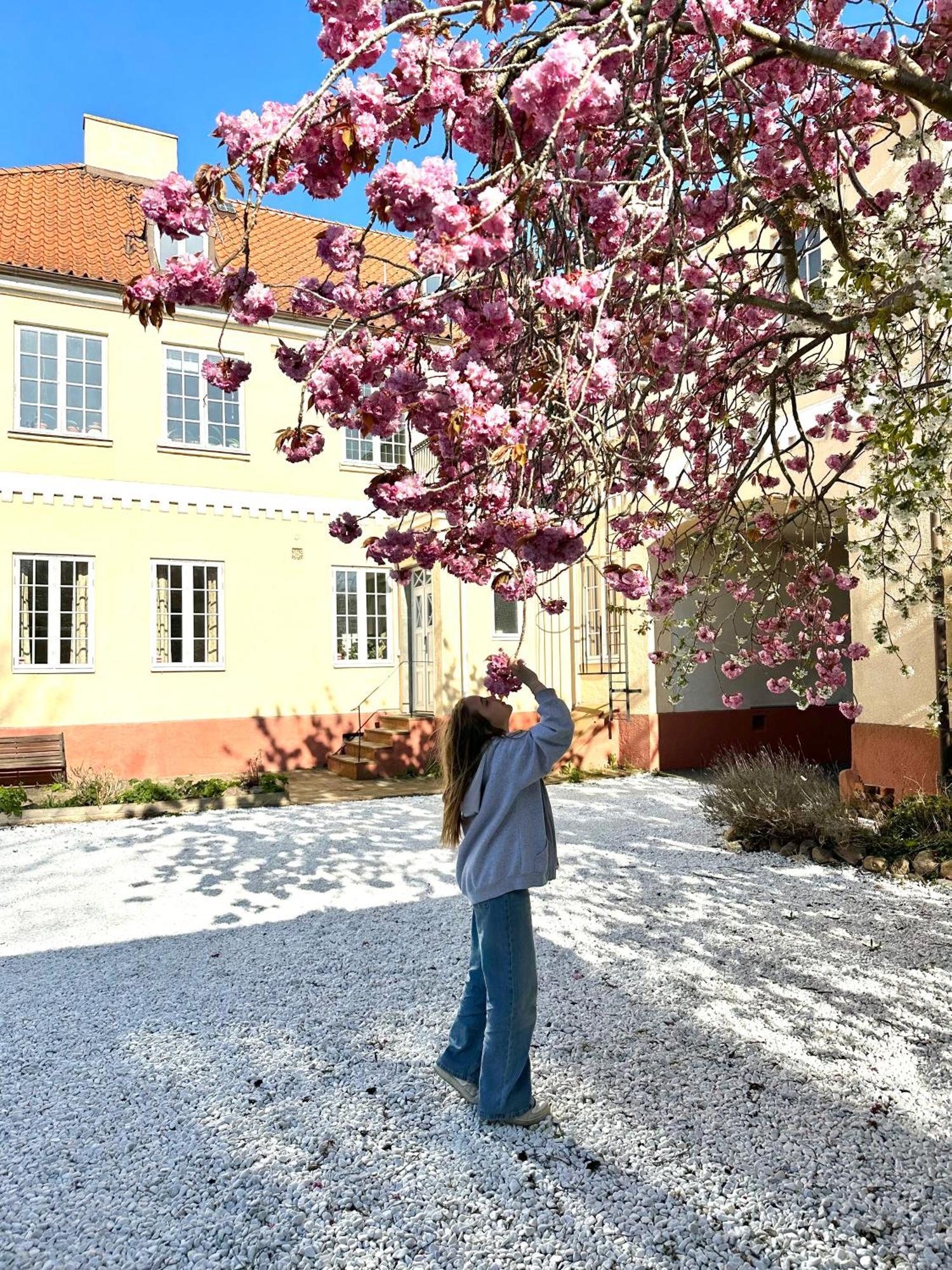 Vellinge Koepmansgarden Bed & Breakfast الغرفة الصورة